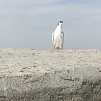 رنگه|پرنده|تربت جام, معدآباد|دیوار