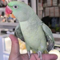 شاه طوطی