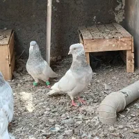 کفتر کله ابر
