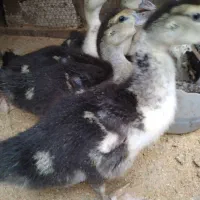 جوجه اردک روسی|حیوانات مزرعه|آمل, |دیوار