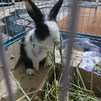 خرگوش باهوش