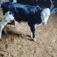 فروش گوساله شیری|حیوانات مزرعه|سیلاخور, |دیوار