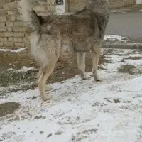 سگ نگهبانی و گوسفند|سگ|سلماس, |دیوار