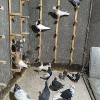 تعدادی کفتر خوراک نوبازی