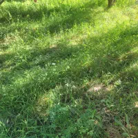 اجاره یونجه و علف زار برای چرای گوسفند ۶ هکتار|اجارهٔ دفتر صنعتی، کشاورزی، تجاری|مراغه, |دیوار