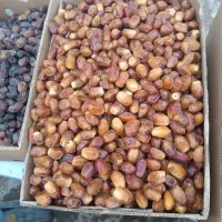 خرمای زاهدی|خوردنی و آشامیدنی|اصفهان, بابوکان جنوبی|دیوار