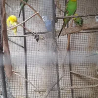 مرغ عشق رنگی