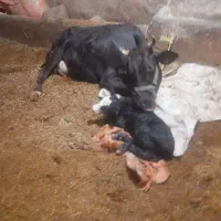 گاو و گوساله