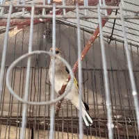 جوجه سحره نر