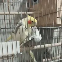 عروس هلندی مولد|پرنده|کهریزک, |دیوار