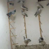 کفتر نر  زدخوردی|پرنده|راور, |دیوار