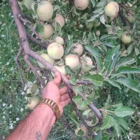 باغچه ۵۶۱ متر سربست فروش و‌معاوضه|فروش زمین و ملک کلنگی|شیراز, باغ تخت|دیوار