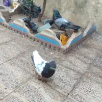 چند جفت کفتر