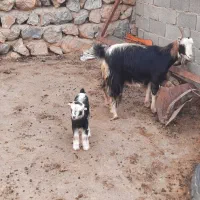 بز داشتی|حیوانات مزرعه|دماوند, دماوند|دیوار