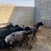 میش بره دار|حیوانات مزرعه|خنجین, |دیوار