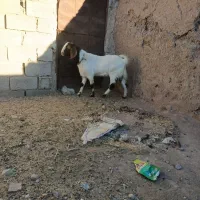 باسلام دوبز ویک نربز|حیوانات مزرعه|نیمبلوک, |دیوار