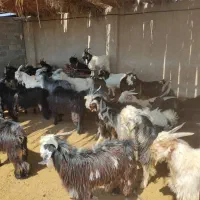 کهره