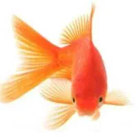 طرح جمع اوری ماهی عید