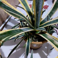 گیاه آگاو آمریکایی لب طلایی