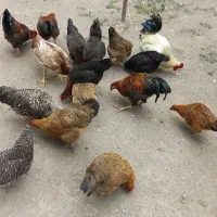 فروش مرغ و خروس در فومن
