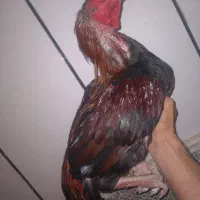 خروس فروشی|حیوانات مزرعه|سراوان, |دیوار