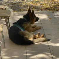 واگذاری ژرمن ورک