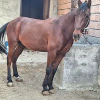 اسب نریون کهر|اسب و تجهیزات اسبسواری|کردکوی, |دیوار