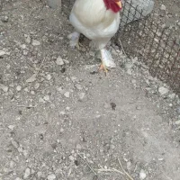 فروش خروس نژاد برهما درجم