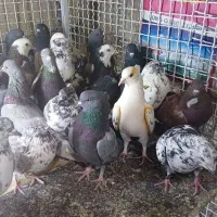 دکه ناصردین|پرنده|دورود, |دیوار