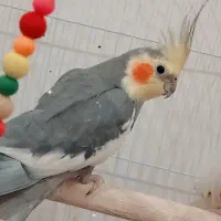 سه عدد عروس هلندی بالغ