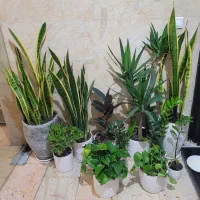 سانسوریا یوکا پتوس زامفولیا ۴۵۰ تومن