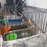 جوجه سهره نر|پرنده|تهران, گلاب دره|دیوار