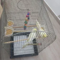 عروس هلندی همراه با قفس