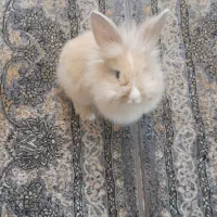 خرگوش لوپ زیبا