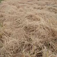 فروش کاه شالی برنج