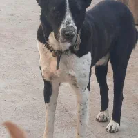 سگ افغان گوسفندی دهن پاک|سگ|قم, قلعه کامکار|دیوار