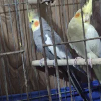 یک جفت نر و ماده کار داده