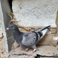 جوجه کبوتر