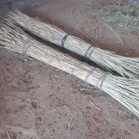 نی فروشی (شنه)برای چیت بافی|صنایع دستی و سایر لوازم تزئینی|بدره, |دیوار