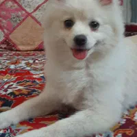 سگ پامر(ماده)