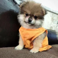 واگذاری سگ پامرانین پاندایی خرسی.|سگ|مشهد, الهیه|دیوار