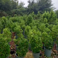 فروش پیتسپرون کیفیت عالی|خدمات باغبانی و درختکاری|کتالم و سادات شهر, |دیوار