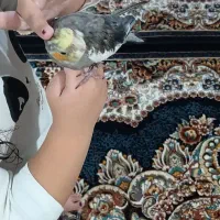 عروس هلندی|پرنده|اصفهان, خلیل آباد|دیوار
