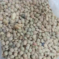 فروش عدس و نخود دیمی|خوردنی و آشامیدنی|تهران, بلوار کشاورز|دیوار