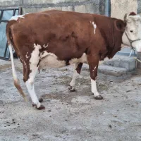 گاو آبستن|حیوانات مزرعه|کارزان, |دیوار