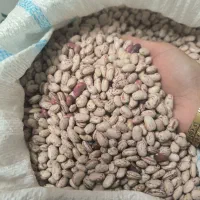 لوبیای محلی چیتی