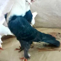 کبوترطوقی کلاغ وچتن