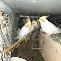 عروس هلندی لوتینیو|پرنده|میناب, |دیوار