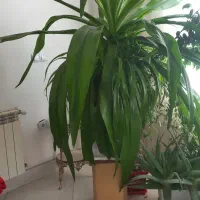 گل سوسن عنکبوتی|گل و گیاه طبیعی|بروجرد, |دیوار