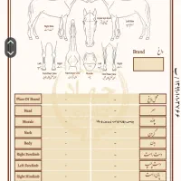 فروش اسب مادیان|اسب و تجهیزات اسبسواری|ماهیدشت, |دیوار